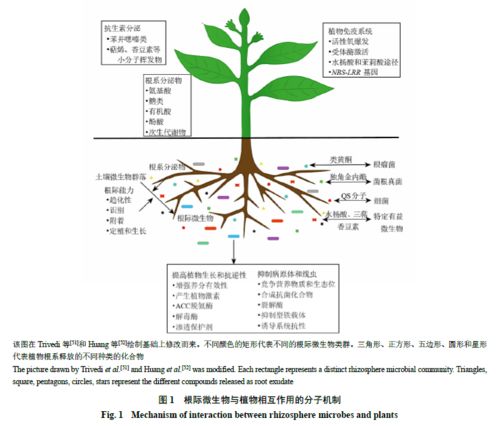 藥用植物根際微生物對其品質(zhì)形成的影響及其作用機(jī)制的研究進(jìn)展